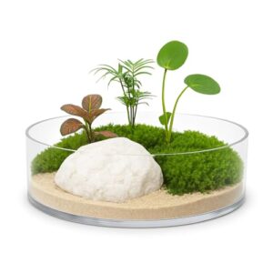 Terrarium for Home Decor Plate Crystal Clear Glass Fish or Terrarium Bowl (6 inches Pack of 1) only Bowl thali Shaped Plants are not Included Plate Shape